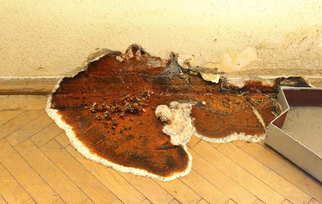 Dry Rot Repair in Portland OR