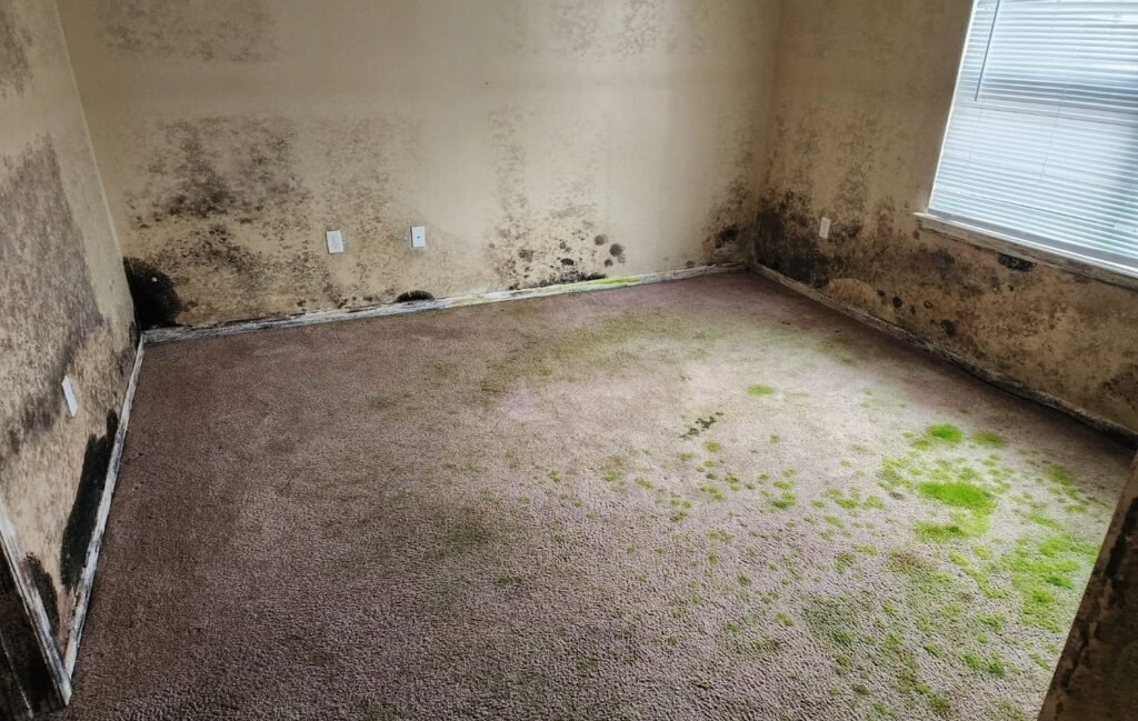 Mold Remediation and Restoration Portland OR